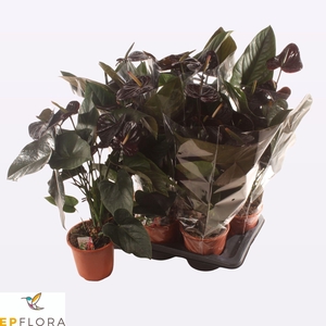 ANTHU AN JAMBO BLACK