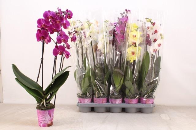 <h4>PHAL GEM 5 KL</h4>