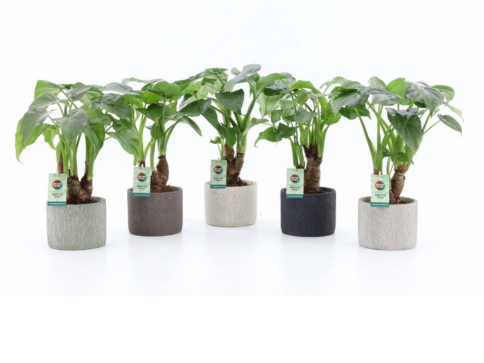 <h4>Alocasia Cucullata Stam Keramiek Classic Stone</h4>