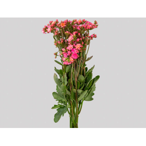 KALANCHOE DOBRADO PINK WILD 060 CM