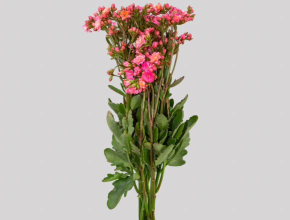 <h4>KALANCHOE DOBRADO PINK WILD 060 CM</h4>