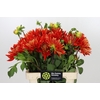 Dahlia Vulcan