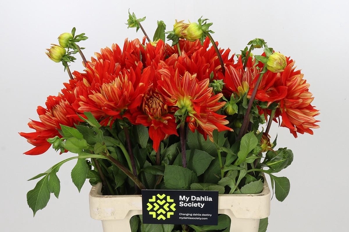 Dahlia Vulcan