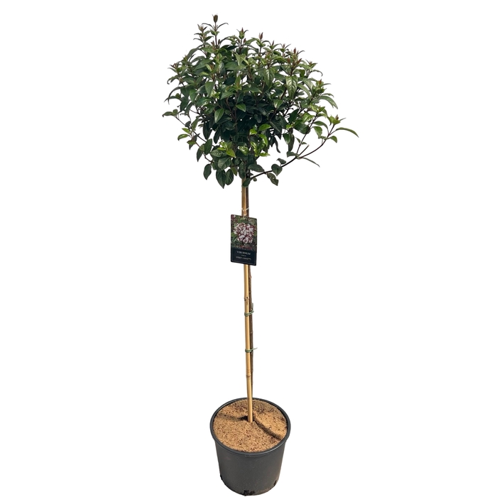 <h4>Viburnum tinus spirit C12 100cm stam</h4>