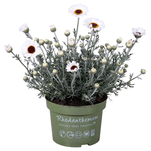 Rhodanthemum Casablanca