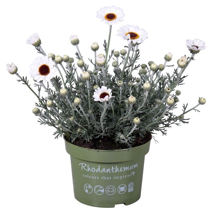 <h4>Rhodanthemum Casablanca</h4>