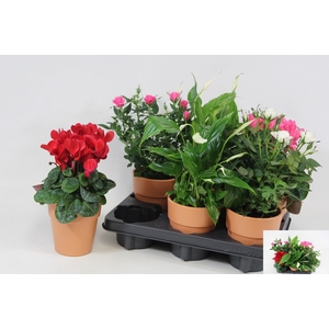 KAMERPL BLOEIEND GEM