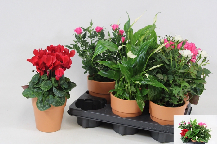 <h4>KAMERPL BLOEIEND GEM</h4>