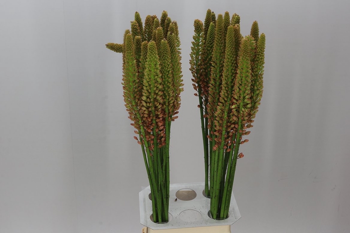 <h4>Eremurus Emmy-ro</h4>