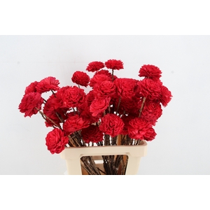 Stick Shola Dahlia Ø8 Red