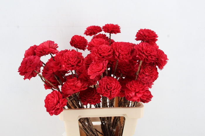 <h4>Stick Shola Dahlia Ø8 Red</h4>