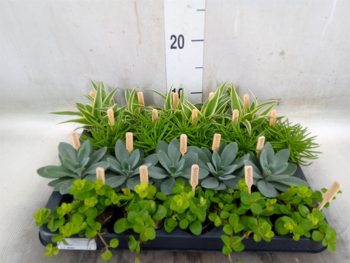 <h4>Planten  ..mix</h4>