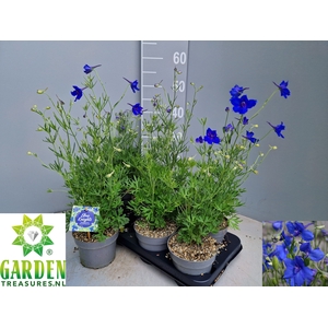 DELP GRANDIFLORUM