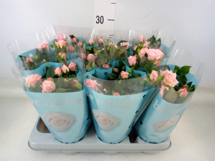 <h4>Rosa  'Lady Jewel'</h4>