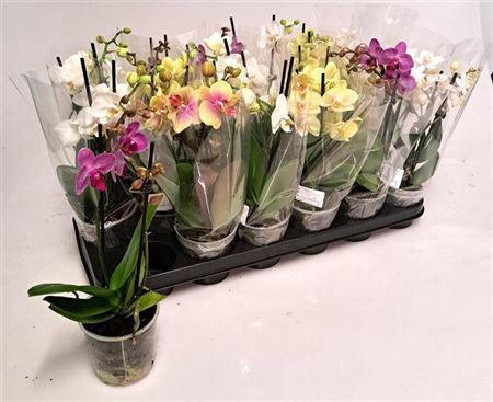 Phal Gem 4 Kl