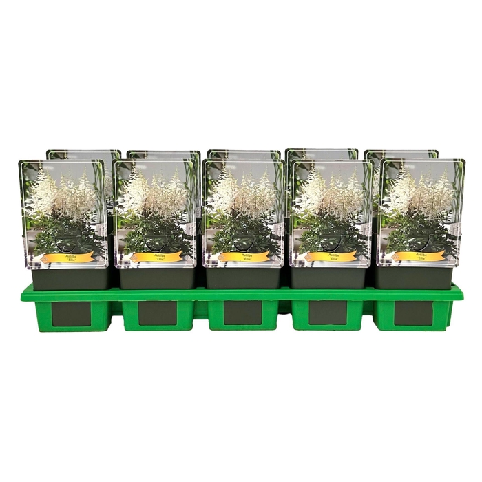 <h4>Astilbe</h4>