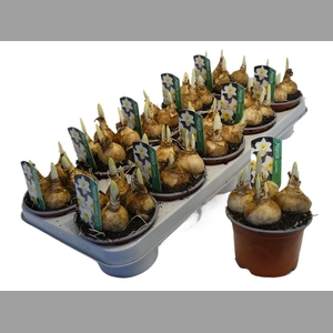 Narcis G Ice Follies