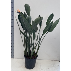 STRELITZIA REGIN BL