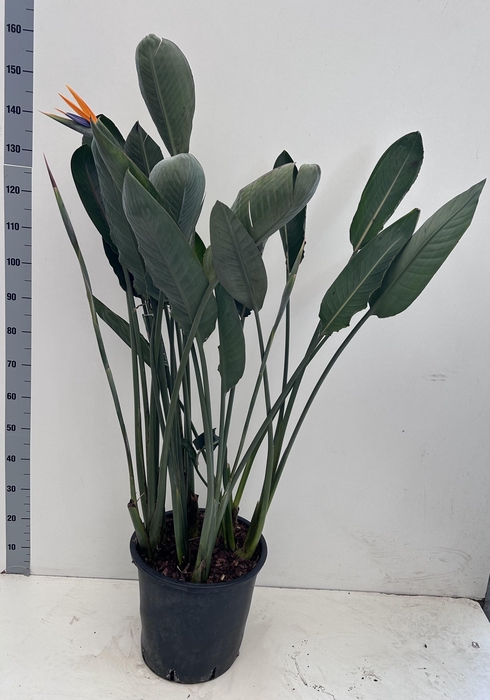 <h4>STRELITZIA REGIN BL</h4>