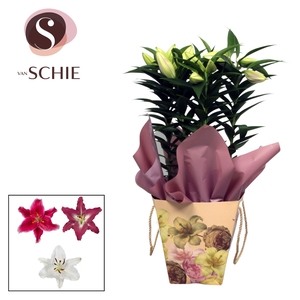 Oriental 19cm Bag BLUSH cream