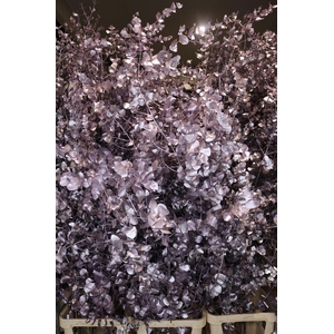 Euca Cinerea Klbh Metallic Pink 200cm