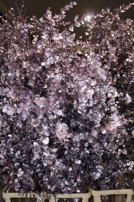 <h4>Euca Cinerea Klbh Metallic Pink 200cm</h4>