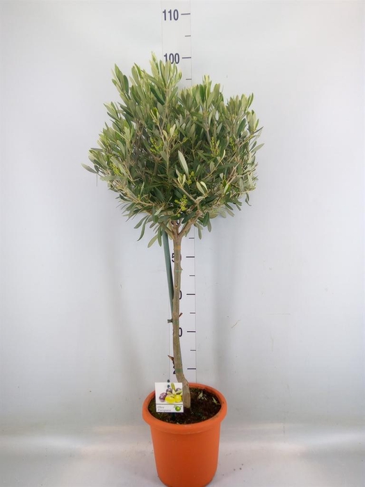<h4>Olea europaea</h4>