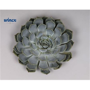 Echeveria Norma Cutflower