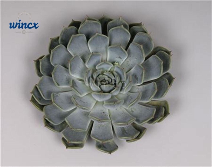<h4>Echeveria Norma Cutflower</h4>