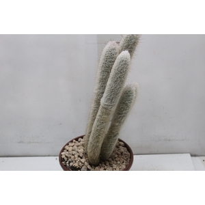 CACTUS VARIADO P19