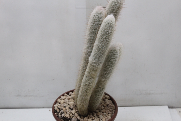 <h4>CACTUS VARIADO P19</h4>