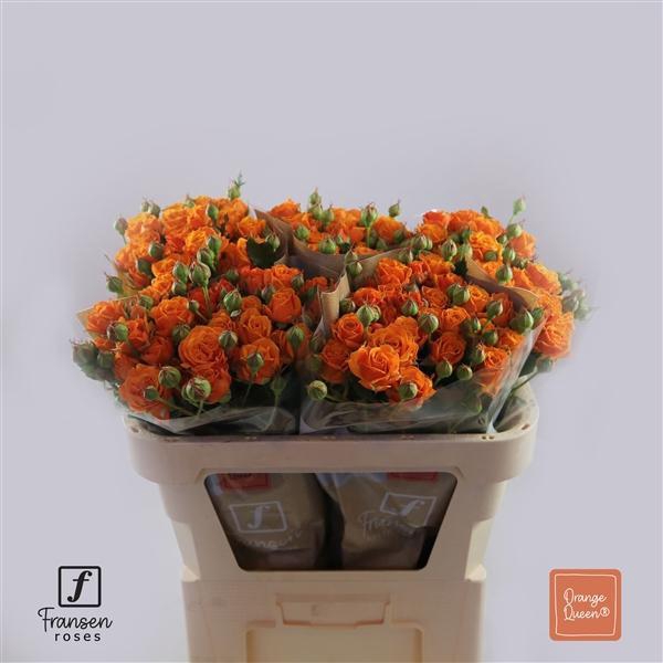 <h4>Rosa TR 'Orange Queen' FRANSEN</h4>