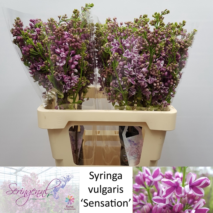 <h4>SYR V SENSATION</h4>