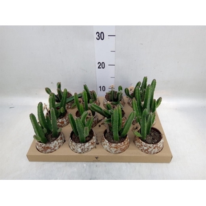 Stapelia leendertziae