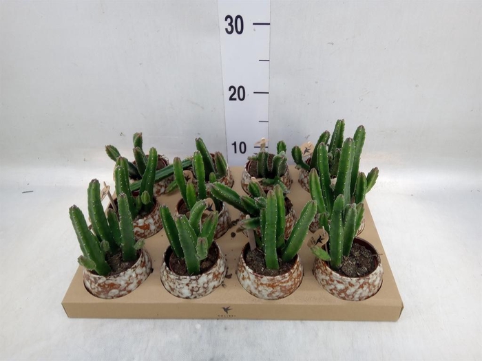 <h4>Stapelia leendertziae</h4>