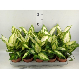 Dieffenbachia  'Camilla'