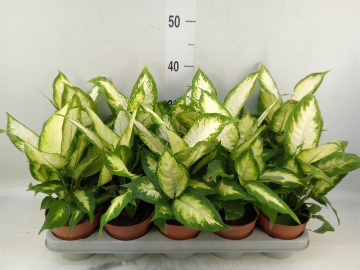 <h4>Dieffenbachia  'Camilla'</h4>