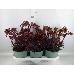 Euphorbia  'Miners Merlot'