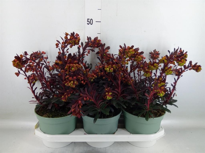 <h4>Euphorbia  'Miners Merlot'</h4>
