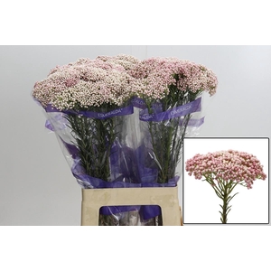 OZOTH COOKS TALL PIN