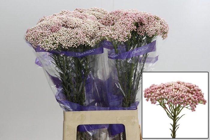 <h4>OZOTH COOKS TALL PIN</h4>