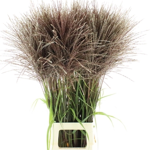 Miscanthus Malepartus