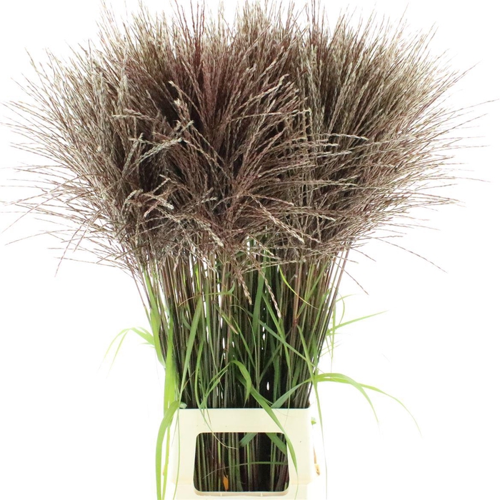 <h4>Miscanthus Malepartus</h4>
