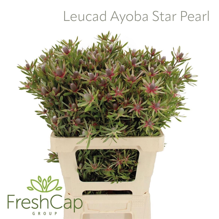 <h4>Leucad Ayoba Star Pearl</h4>