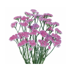STATICE 080 CM ROSA