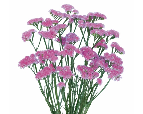 <h4>STATICE 080 CM ROSA</h4>