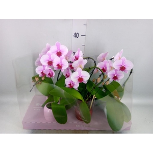 Phalaenopsis   ...rose