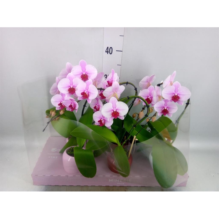 <h4>Phalaenopsis   ...rose</h4>