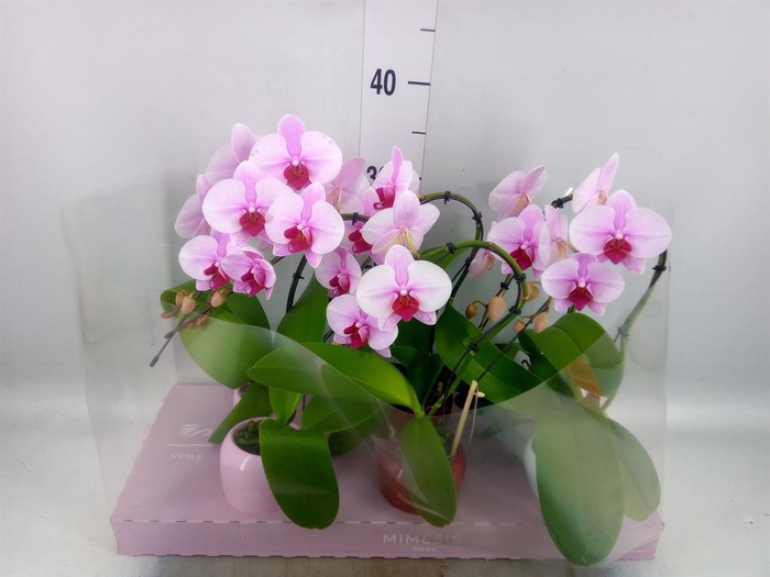 Phalaenopsis   ...rose