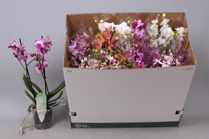 <h4>PHAL MF GEM 8 KL</h4>